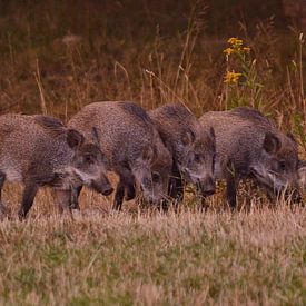 Vier Wildschweine von Geert De Graaf