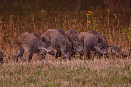 Vier Wildschweine