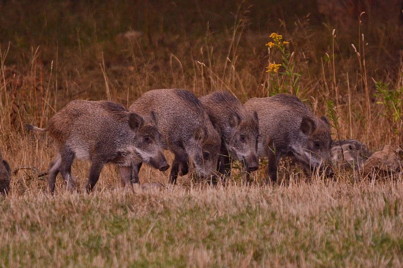 Vier Wildschweine von Geert De Graaf
