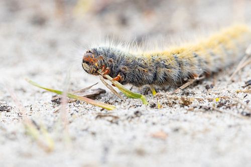Chenille géante affamée