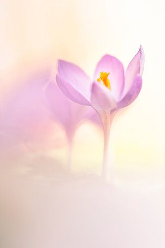 Krokus in heerlijk zacht licht