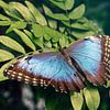 Morpho au repos sur Stella Ammerlaan