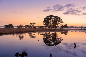 Vor Sonnenaufgang in einem Moor im Dwingelderveld in Drenthe