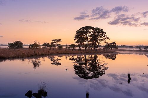 Avant le lever du soleil dans une tourbière du Dwingelderveld en Drenthe