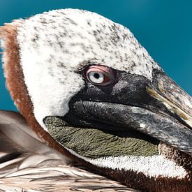 Portrait of a brown pelican by Frank Heinen