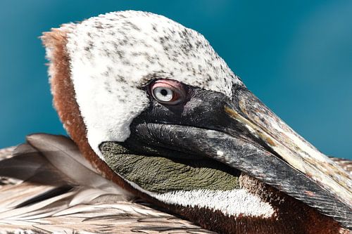 Portret van een bruine pelikaan