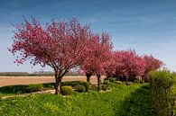 Rij bomen met lente bloesem van Bram van Broekhoven thumbnail