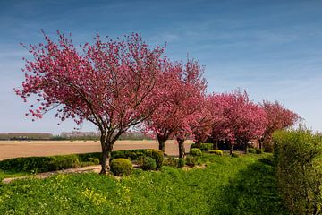 Rij bomen met lente bloesem van Bram van Broekhoven