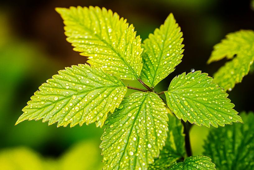 Fresh green leaves with dew by Poster Art Shop
