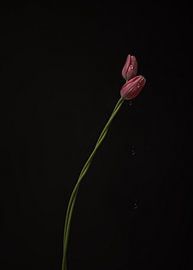 Tulipes entrelacées sur Ees Hoving