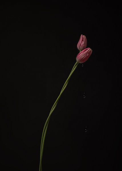 Tulpen, ineinander verschlungen von Ees Hoving
