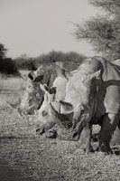 Witte neushoorns