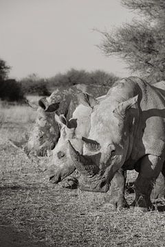 Witte neushoorns van Tjana Photography