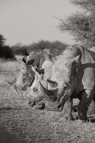 White rhinos by Tjana Photography