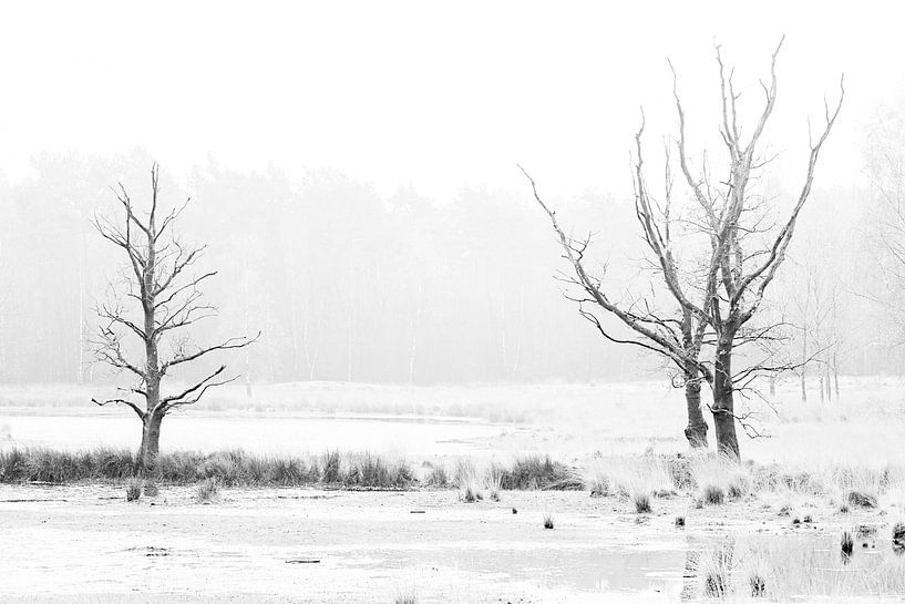 Bomen in Grenspark Kalmthoutse Heide Kortenhoeff van Bruno Hermans