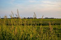 Hooggroeiend gras op zwoele zomeravond