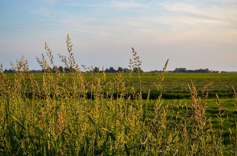 Stark wachsendes Gras am lauen Sommerabend von Gerrit Harmen
