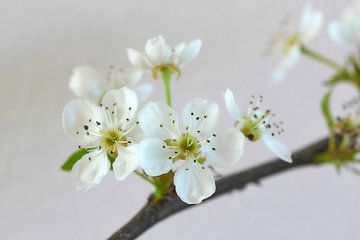 Pear Blossom by Ad Jekel