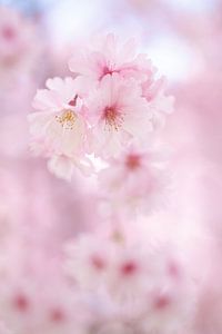 Blossom