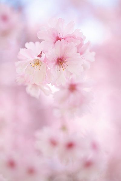 Blossom by Moetwil en van Dijk - Fotografie
