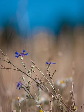 Sky blue cornflowers by Elvira Werkman