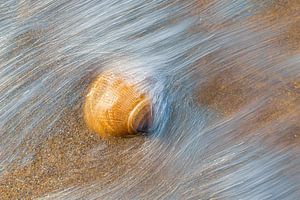Coquillage orange dans les vagues