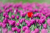 Tulpen