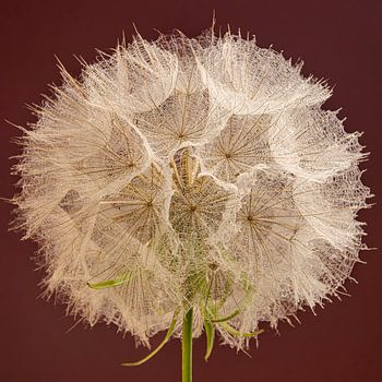 Burgundisches Quadrat... mit einem Morgenstern (Tragopogon)