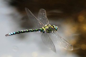 Heide libelle in vlucht van Anneke Kooiker