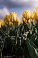 Tulipe jaune sur fond de ciel menaçant