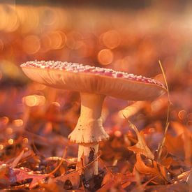 Vliegenzwam in de herfst von Roel Van Cauwenberghe