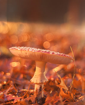 Vliegenzwam in de herfst