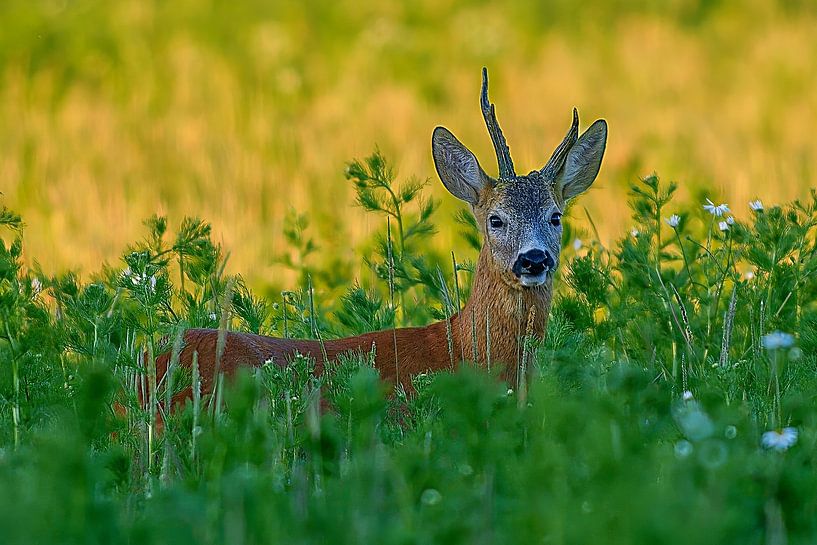 Alter Rehbock steht an einem Sommer Morgen auf einer Wiese mit Blumen und Kräutern von Mario Plechaty Photography