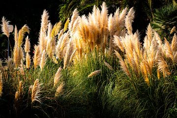 Herbe de la pampa sur Dieter Walther