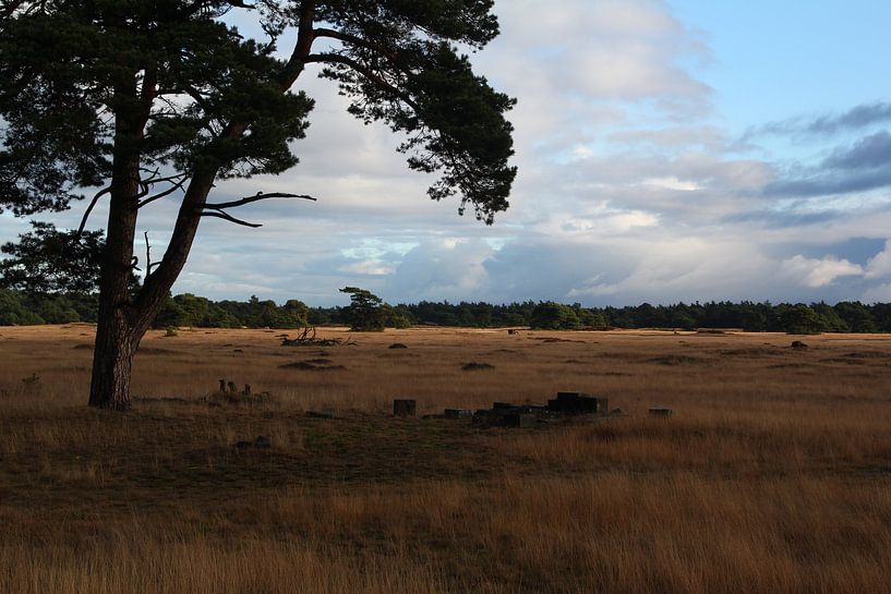 Landscape Hoge Veluwe Netherlands by Erick van Bommel