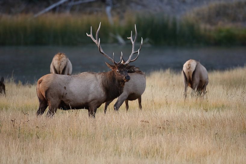 Elk, Wapiti, Cervus elephas, Yellowstone National Park, Wyoming by Frank Fichtmüller