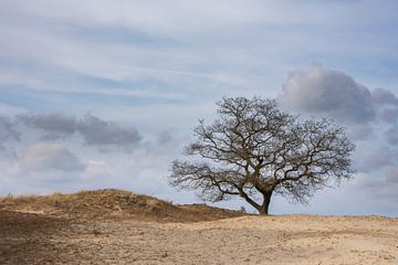 Eenzame boom Hulshorsterzand