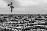 Einsamer Baum Oostvaardersplassen
