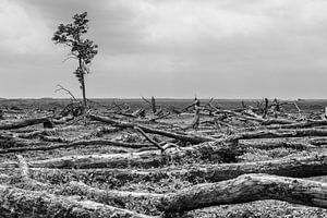 Eenzame boom Oostvaardersplassen van Catstye Cam / Corine van Kapel Photography