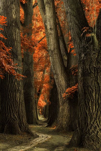 I'll find my way van Martin Podt