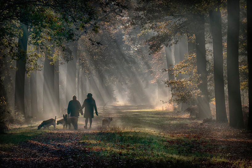 Morgenlicht im Wald von Egon Zitter