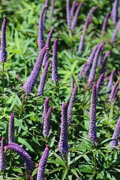 Een Speedwell plant van Marvin Taschik