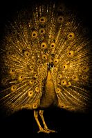 Golden Peacock