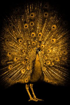 Golden Peacock by Marjolein van Middelkoop