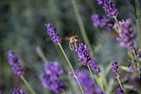Lavendel met een bezige Bij