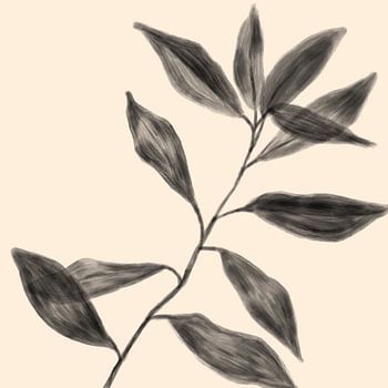 Botanische Zusammenfassung#2