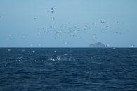 Gannets, Auckland, New Zealand by Nynke Altenburg thumbnail