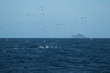Basstölpel, Auckland, Neuseeland von Nynke Altenburg