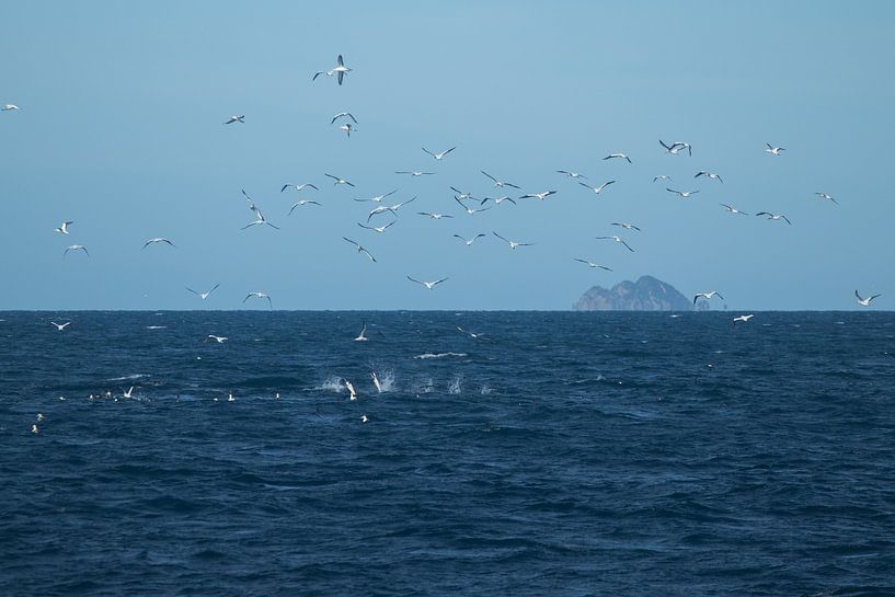 Gannets, Auckland, New Zealand by Nynke Altenburg