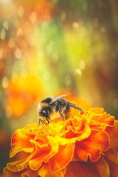 Une abeille occupée sur un souci africain (Compositae ou Asteraceae) sur Ribbi